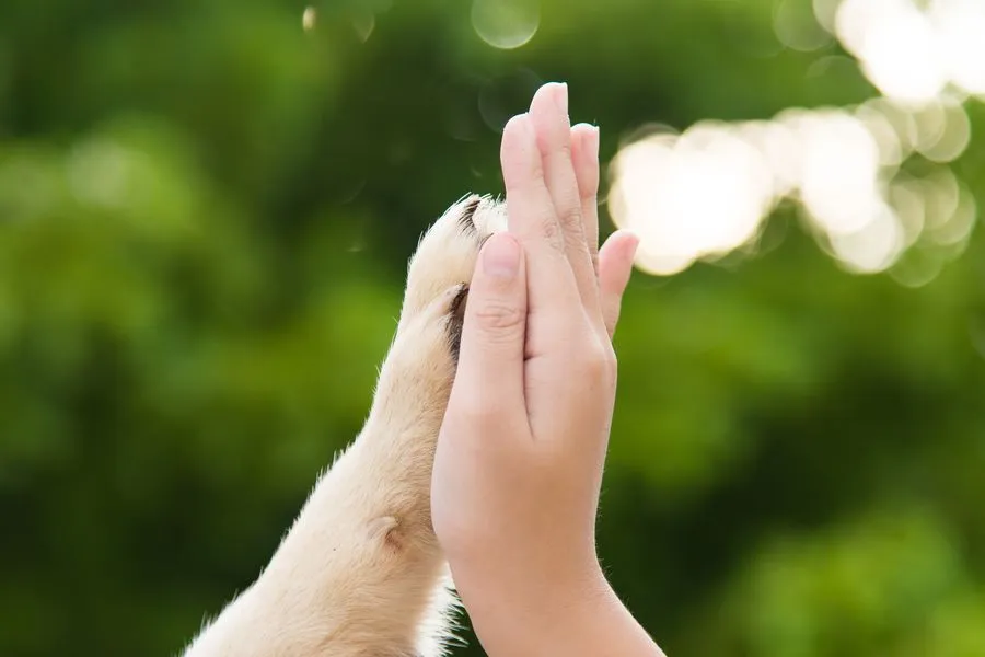 Symbolbild Vertrauen zwischen Hundetrainerin und Kundin